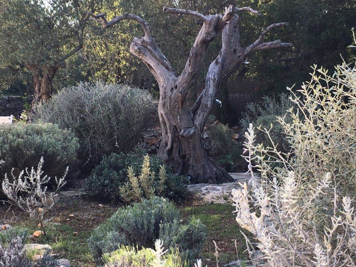 Location de vacances - Maison - Villa à Pascarosa