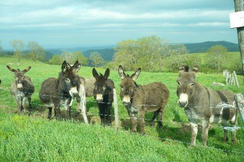 Location de vacances - Gîte à Charmensac