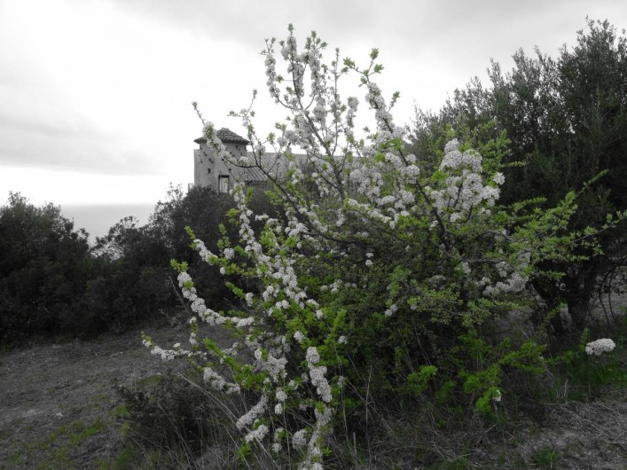 Location de vacances - Appartement à Pisciotta