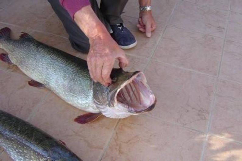Location de vacances - Appartement à Esparron-de-Verdon - Pêche miraculeuse :  Brochet du lac