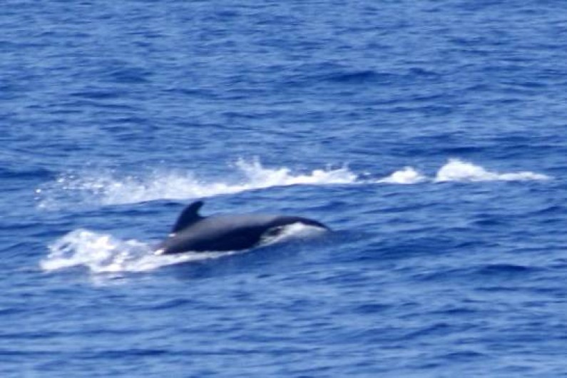 Location de vacances - Appartement à Los Cristianos - Excursion pour voir les dauphins