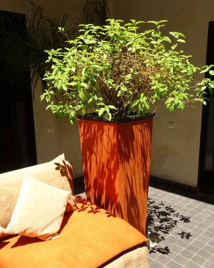 Location de vacances - Chambre d'hôtes à Marrakech - Patio