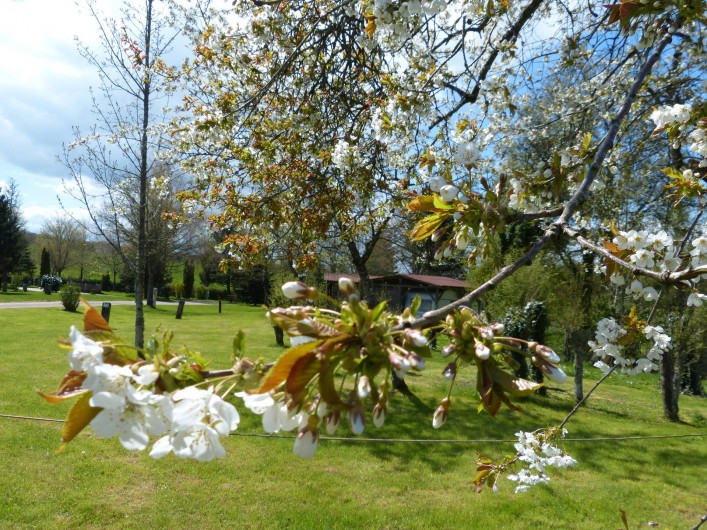 Location de vacances - Camping à Langres - Arbres fruitiers en fleurs au camping