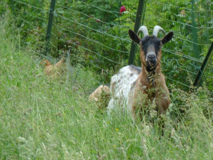 Location de vacances - Gîte à Mailly-Maillet
