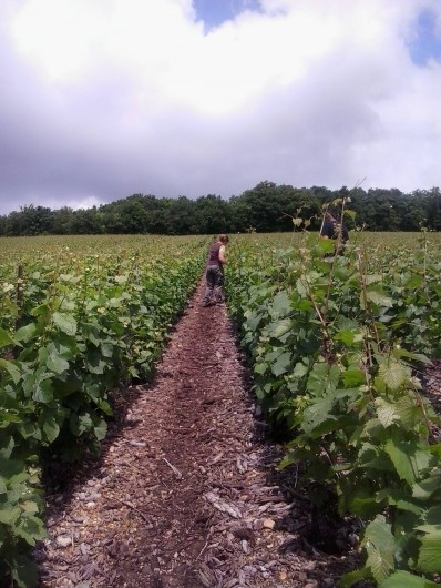 Location de vacances - Gîte à Neuville-sur-Vanne