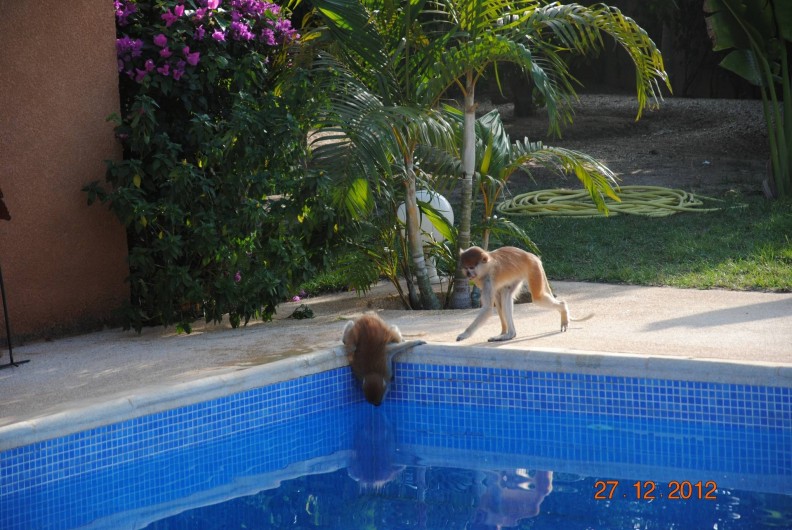 Location de vacances - Maison - Villa à Nianing - Quand les singes  nous rendent visite! Mais sont très peureux!