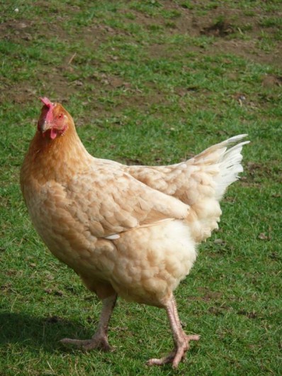 Location de vacances - Gîte à Grand-Camp