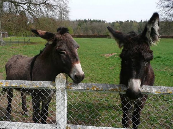 Location de vacances - Gîte à Grand-Camp