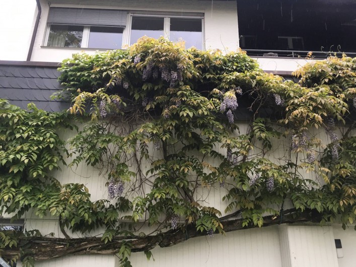 Location de vacances - Appartement à Linz am Rhein - La glycine