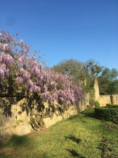 Location de vacances - Château - Manoir à Montreuil-Bonnin - La glycine au printemps