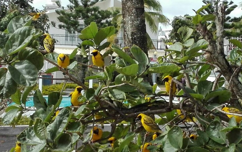 Location de vacances - Villa à Pereybere