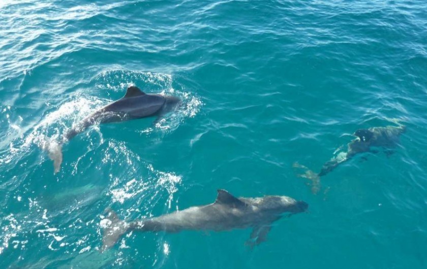 Location de vacances - Appartement à Saint-François