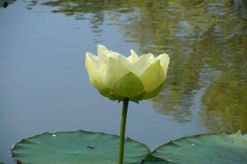 Location de vacances - Gîte à Vic-Fezensac