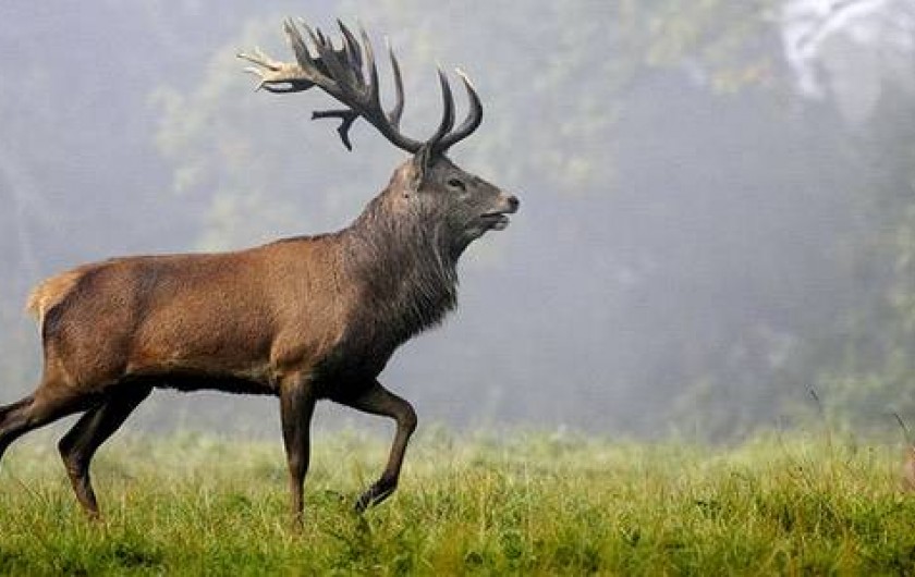 Location de vacances - Appartement à Bernex