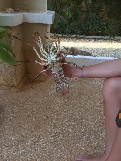 Location de vacances - Villa à Somone - langoustes encore vivantes livrées par mon poissonnier