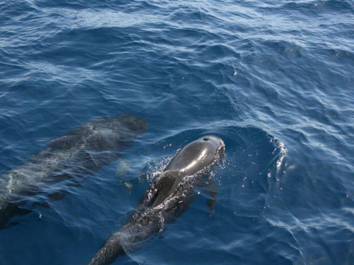 Location de vacances - Appartement à Arona