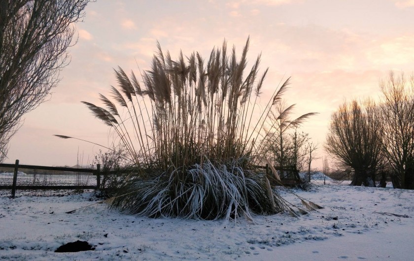 Location de vacances - Bungalow - Mobilhome à Crochte - Végétation environnante