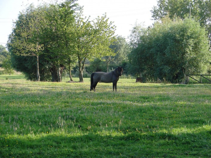 Location de vacances - Bungalow - Mobilhome à Crochte - Poneys sur place