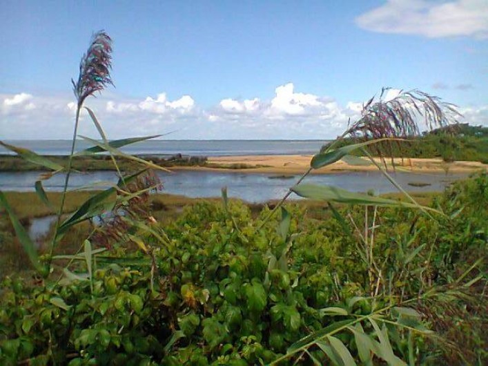 Location de vacances - Villa à Gujan-Mestras - une des multiples petites plages du fond du Bassin
