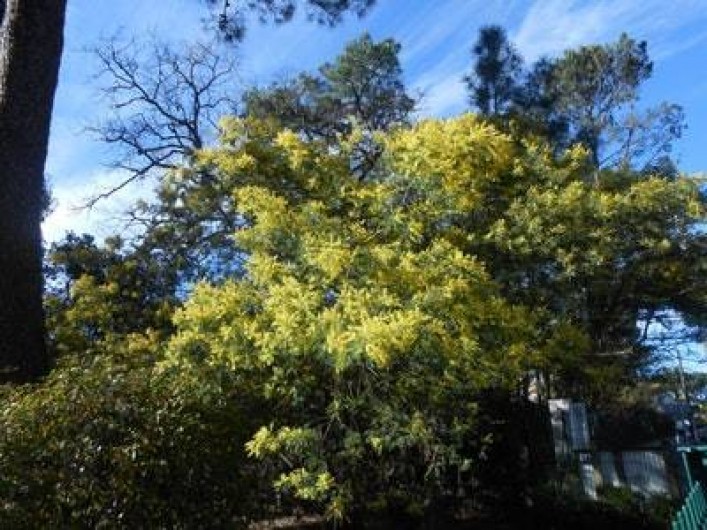 Location de vacances - Villa à Gujan-Mestras - mimosa en février