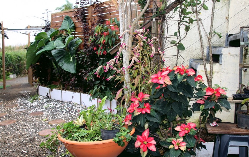 Location de vacances - Appartement à Le Tampon