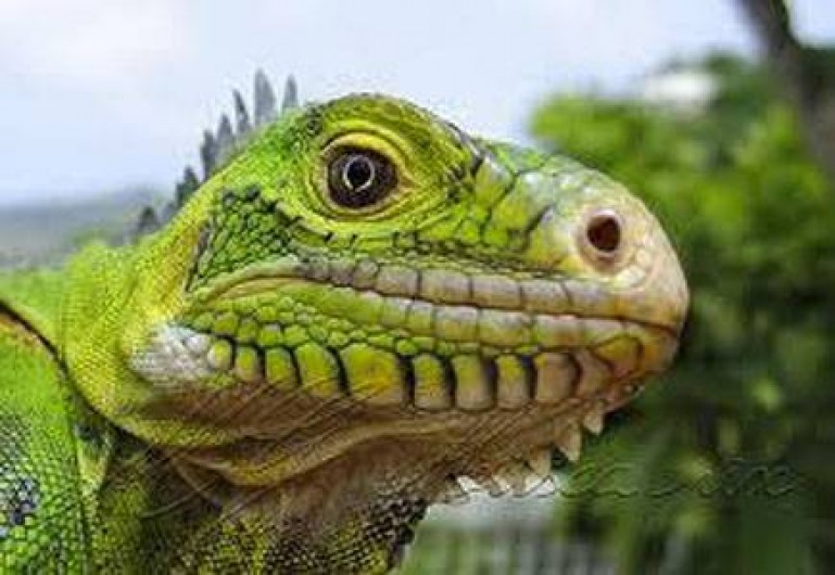 Location de vacances - Studio à Le Robert - Les iguanes de l'Ilet Chancel