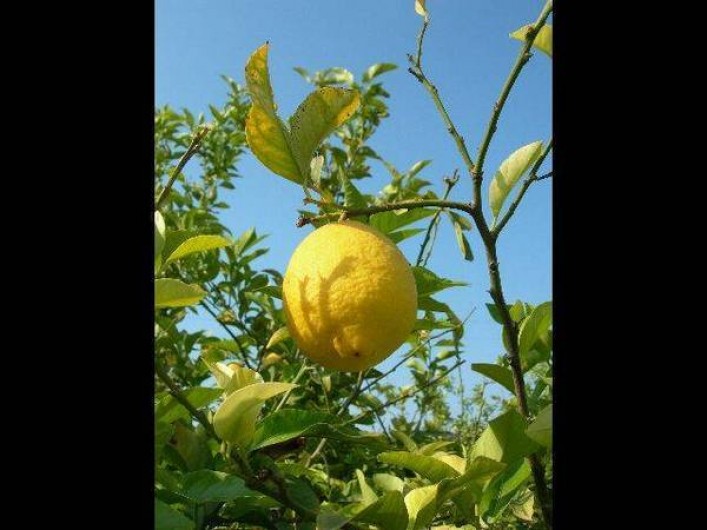 Location de vacances - Appartement à Torrevieja - Citronniers