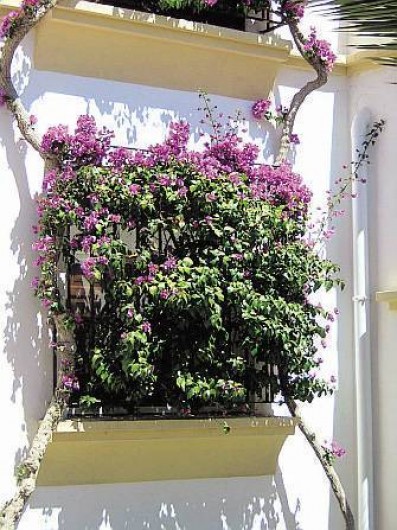 Location de vacances - Appartement à Torrevieja - Bougainvilliers