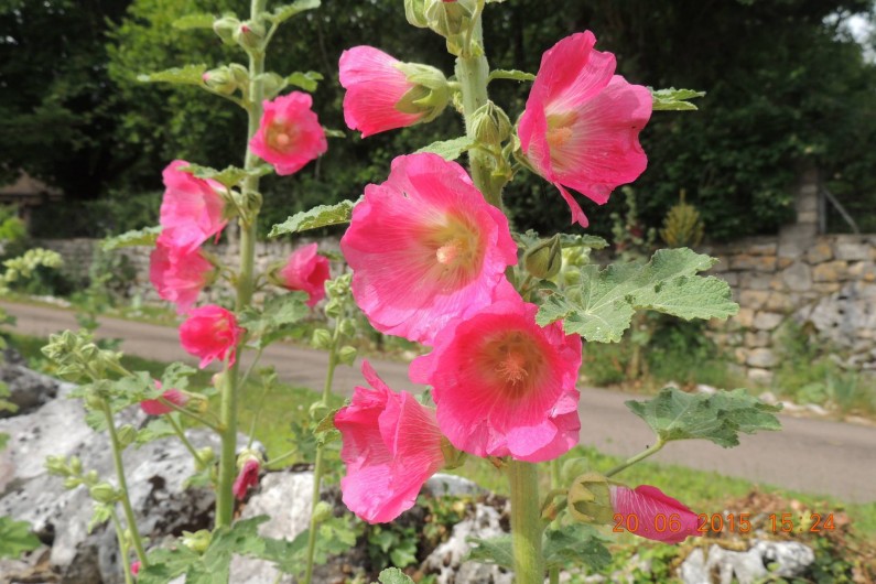 Location de vacances - Chambre d'hôtes à Grimault - Roses trémières du jardin