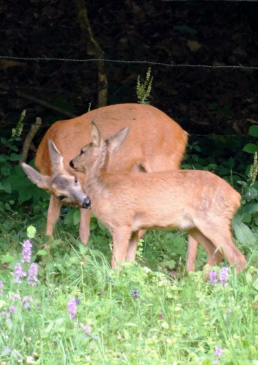 Location de vacances - Gîte à Hohrod - chevreuil