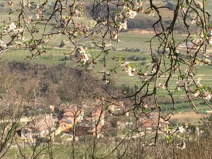 Location de vacances - Maison - Villa à Marano di Valpolicella - Vue  en contrebas à travers l'amandier