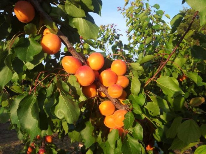 Location de vacances - Appartement à Le Barroux - Abricots