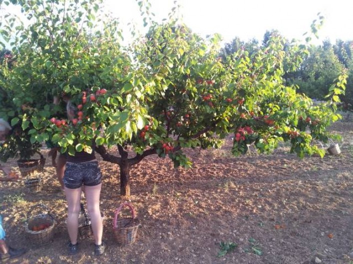 Location de vacances - Appartement à Le Barroux - Cueillette