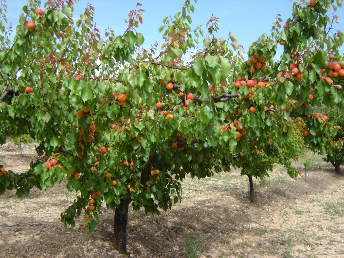 Location de vacances - Appartement à Le Barroux - Verger