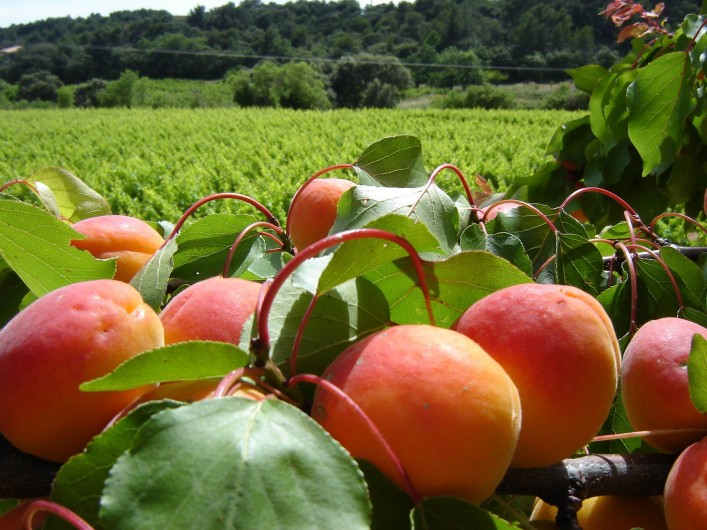Location de vacances - Appartement à Le Barroux - Vignes et abricots