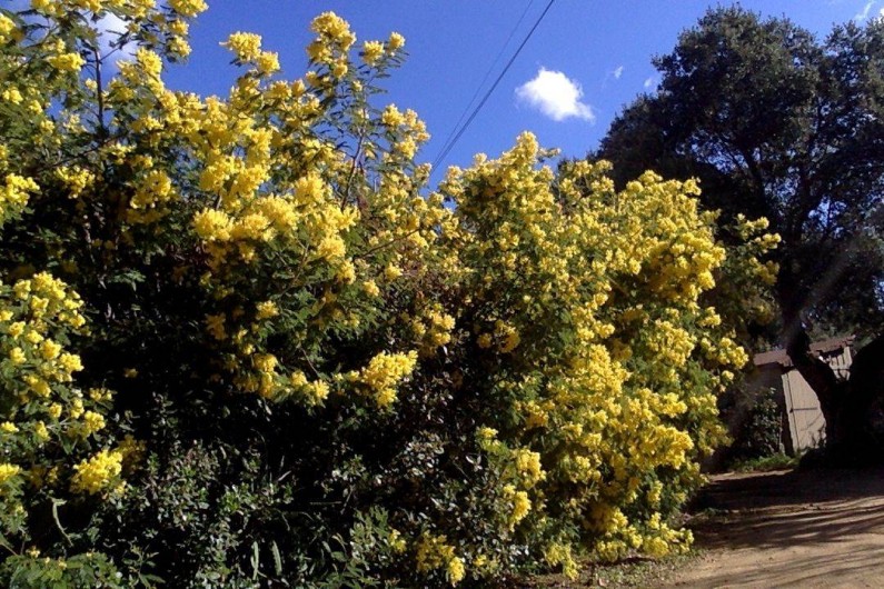 Location de vacances - Appartement à Porto-Vecchio - JARDIN