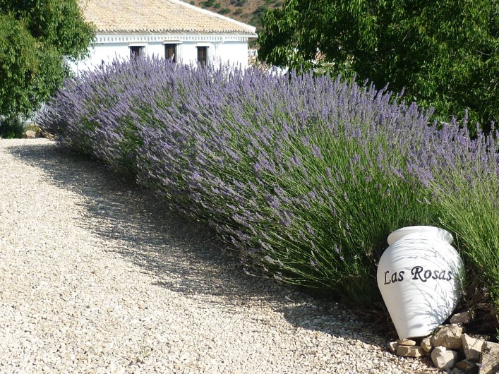 Location de vacances - Gîte à Fuentes de Cesna - L'entrée de Cortijo las Rosas