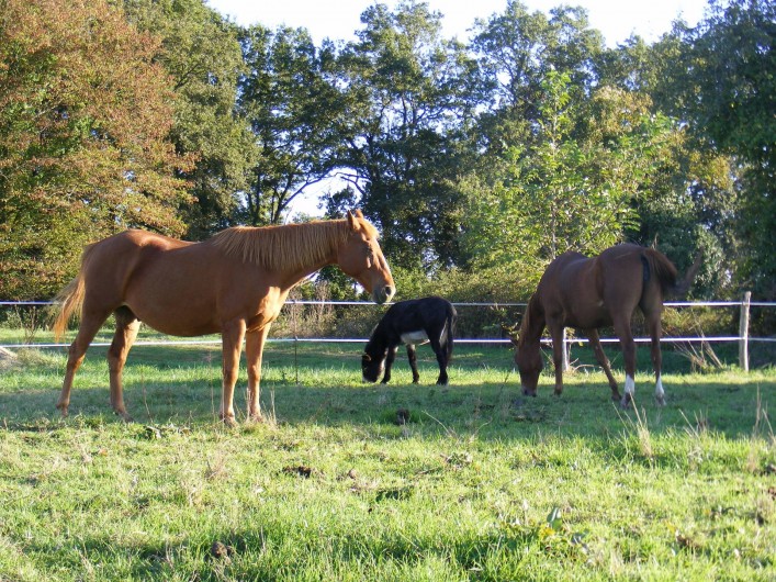 Location de vacances - Chambre d'hôtes à Miramont-Sensacq