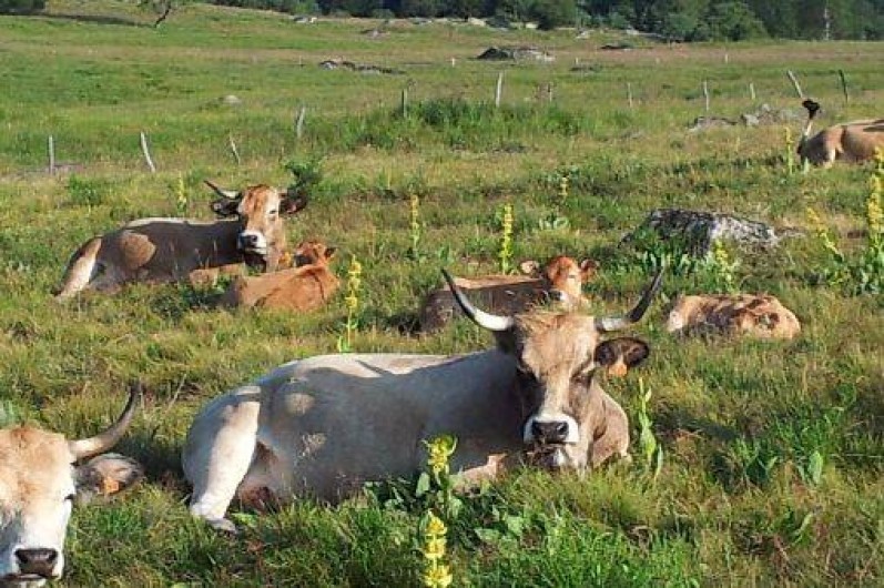 Location de vacances - Appartement à Tanavelle