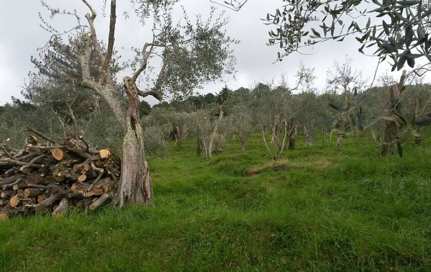 Location de vacances - Villa à Capezzano Pianore