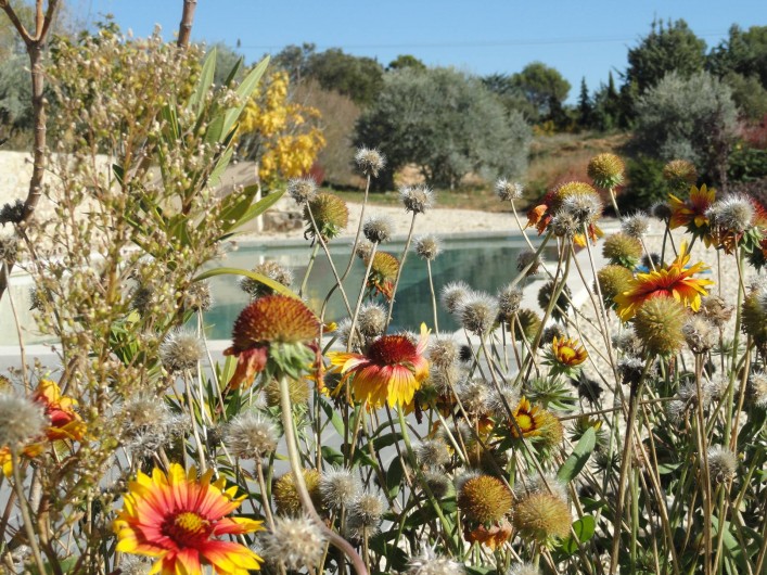 Location de vacances - Gîte à Cucuron - La piscine