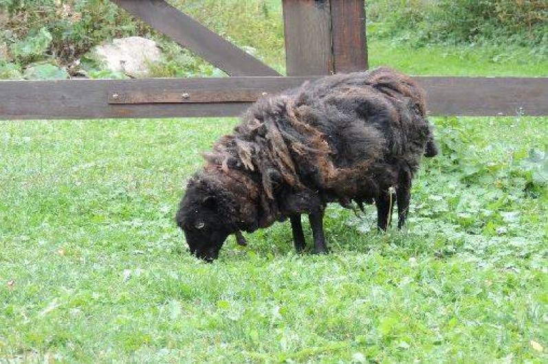 Location de vacances - Chalet à Orcières