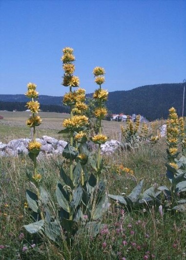 Location de vacances - Gîte à Chapelle-des-Bois