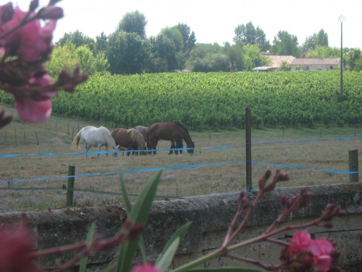 Location de vacances - Chambre d'hôtes à Cubnezais