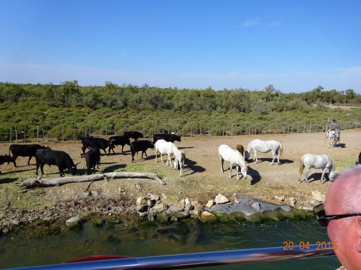 Location de vacances - Appartement à Lunel - la camargue, possibilité de faire du cheval