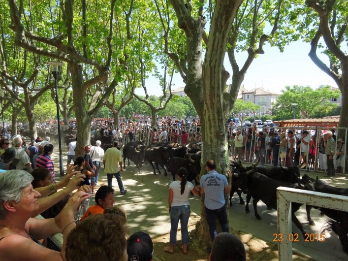 Location de vacances - Appartement à Lunel - fêtes camarguaises (abrivados)