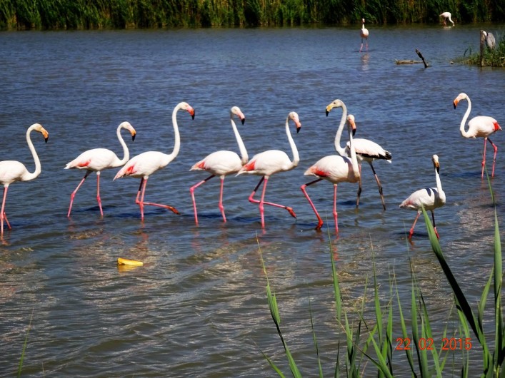 Location de vacances - Appartement à Lunel - la camargue, Ste Marie de la Mer, les salins du midi