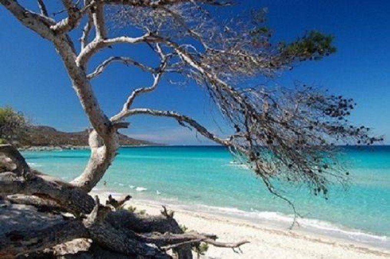 Location de vacances - Maison - Villa à Calvi - Plage