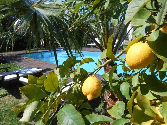 Location de vacances - Maison - Villa à Calvi - Citronnier