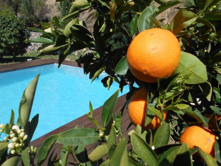 Location de vacances - Maison - Villa à Calvi